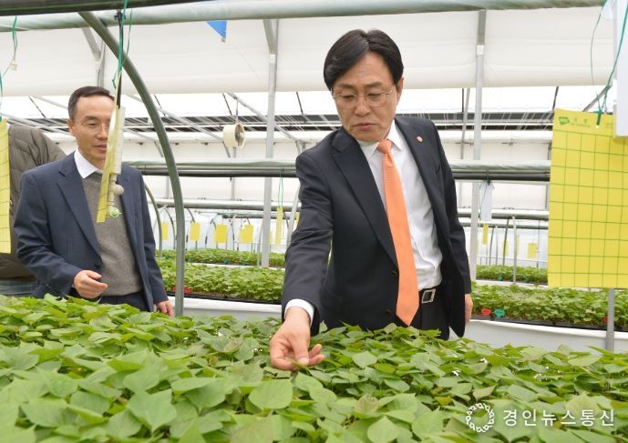 강화군, 고구마 조직 배양묘 공급으로 품질 높인다